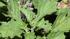 Phyllopodium rustii