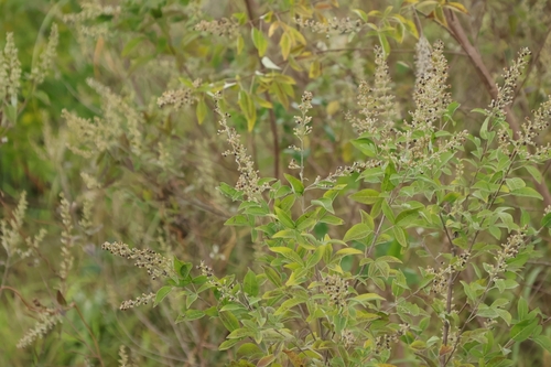 Vitex trifolia observed 2026-10-25