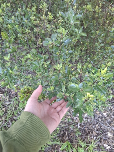 Pittosporum tenuifolium observed 2026-10-25
