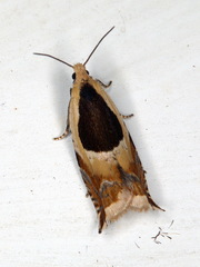 Ancylis badiana