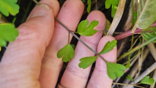 Apium prostratum observed 2026-10-25