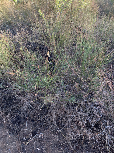 Acmispon glaber observed 2026-10-24