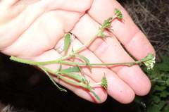Phyllopodium rustii