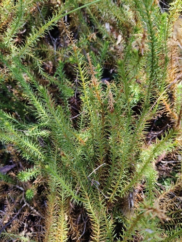 Lateristachys lateralis observed 2026-10-25
