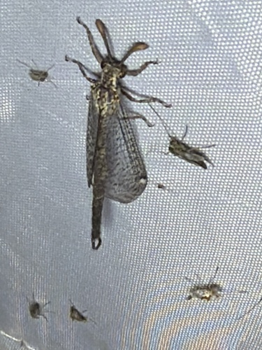 Sacken's Antlion
