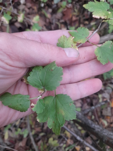 Ribes alpinum observed 2026-10-24