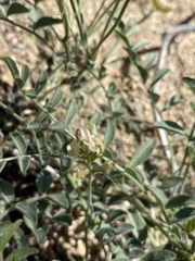 Astragalus ertterae