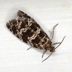 Pseudohermenias abietana