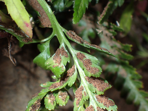Asplenium, 2026-10-24