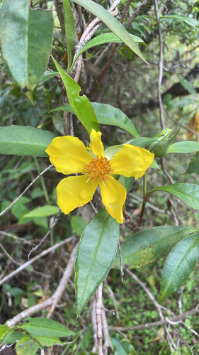 Hibbertia scandens observed 2026-10-25