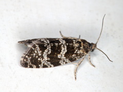 Pseudohermenias abietana