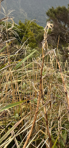 Chionochloa conspicua observed 2026-10-22