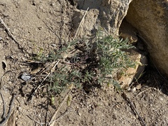 Astragalus ertterae