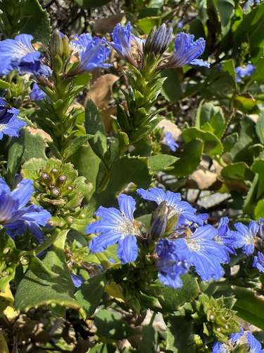 Scaevola nitida, 2026-10-25
