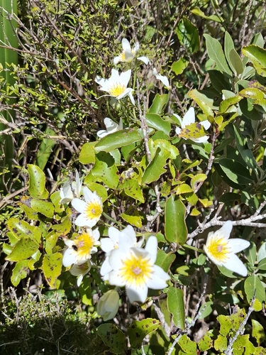 Clematis paniculata observed 2026-10-25