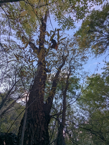 Goodding's willow
