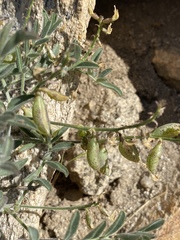 Astragalus ertterae