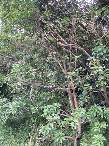 Vitex lucens observed 2026-10-25