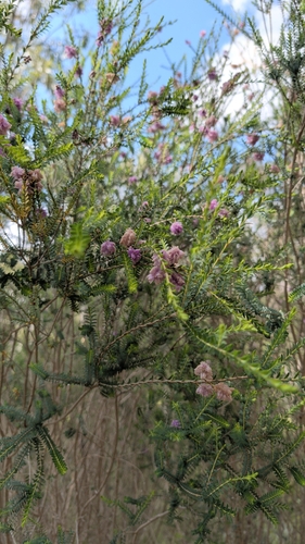 Melaleuca decussata observed 2026-10-25