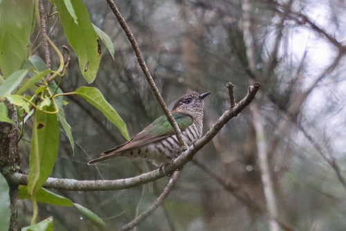 Chrysococcyx lucidus observed 2026-10-25