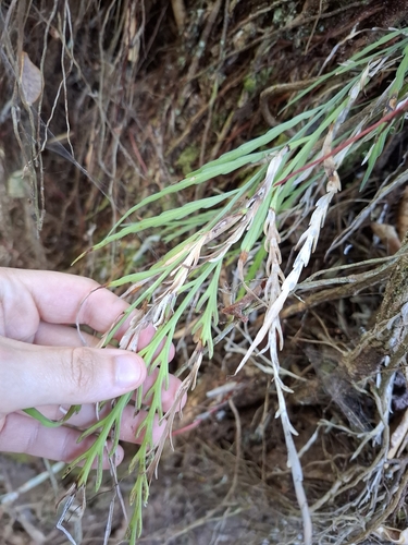 Asplenium marinum, 2026-10-25