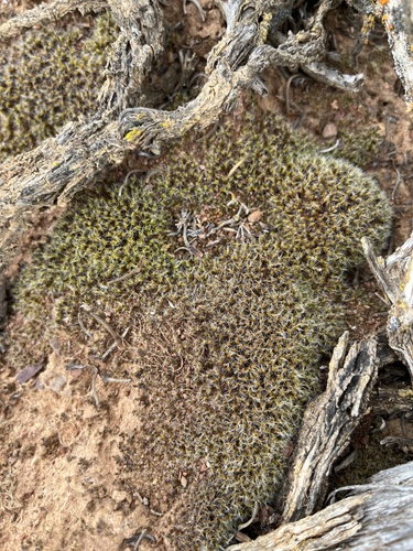 Pseudocrossidium crinitum