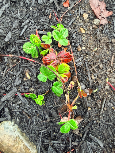 Fragaria chiloensis observed 2026-10-24