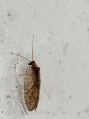 Crisopa parda