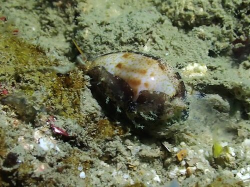 Cypraea walkeri observed 2026-10-24