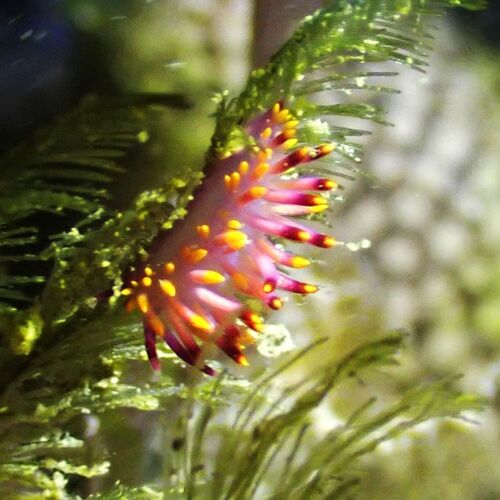 Porites observed 2026-10-24