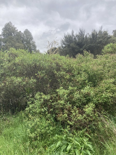 Veronica stricta observed 2026-10-25