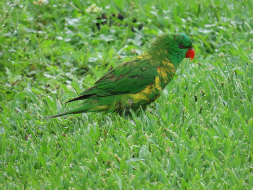 Trichoglossus chlorolepidotus, 2026-10-25