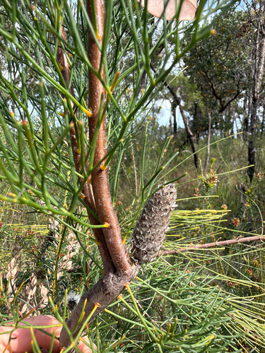 Petrophile pulchella observed 2026-10-25