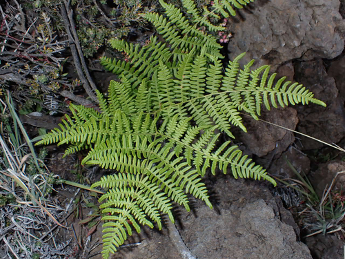 Pteridium, 2026-10-24