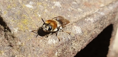 Stratiomys longicornis