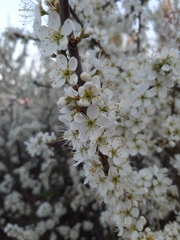Prunus spinosa