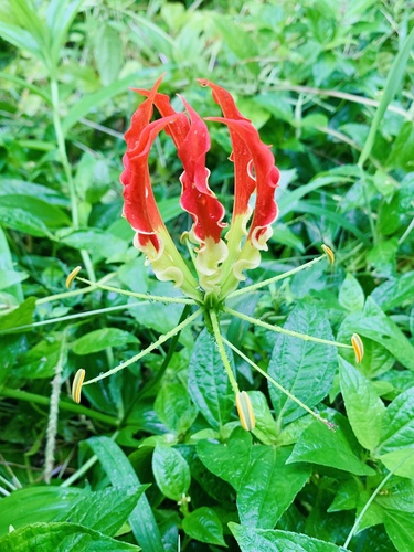 Gloriosa superba observed 2026-10-25