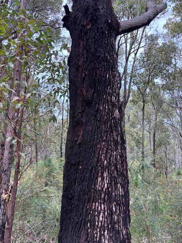 Corymbia calophylla observed 2026-10-25