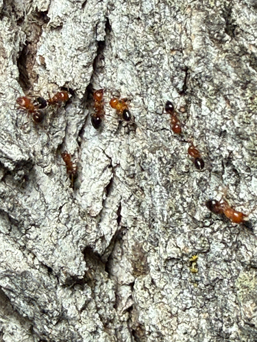 Shiny Acrobat Ant