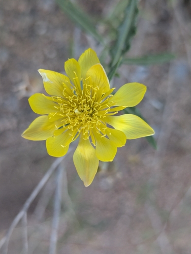 Many-flowered Mentzelia