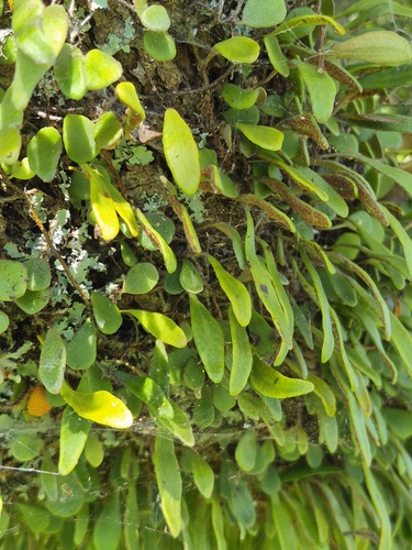 Pyrrosia rupestris observed 2026-10-25