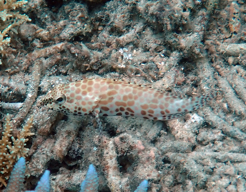 Epinephelus merra observed 2026-10-21