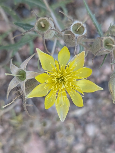 Many-flowered Mentzelia