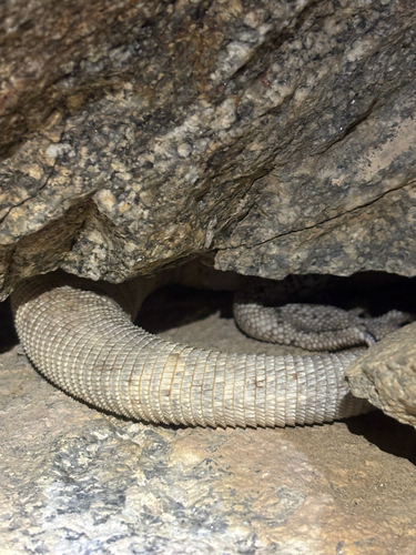 Sauromalus observed 2026-10-24