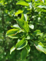 Trichochermes walkeri