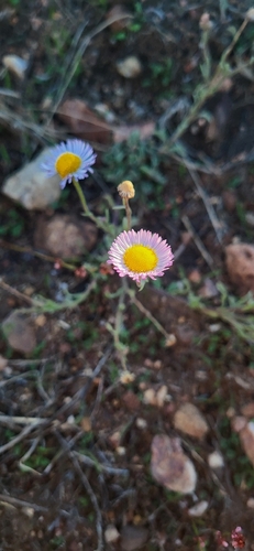 Erigeron divergens, 2026-10-24