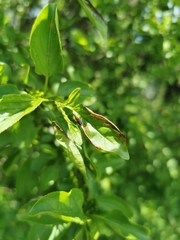 Trichochermes walkeri