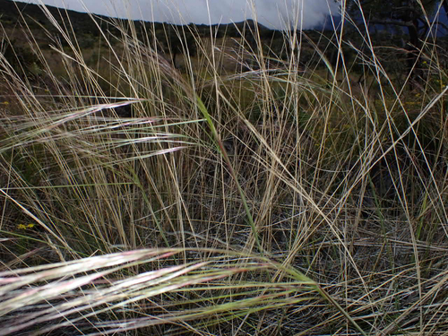 Bromus diandrus observed 2026-10-24