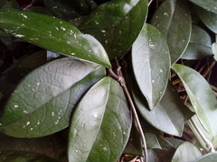 Hoya carnosa