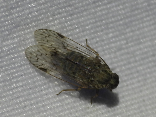 Oliarus observed 2026-10-24